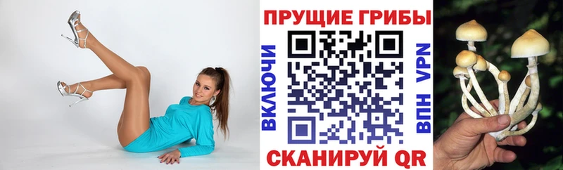 Галлюциногенные грибы Psilocybe  Талдом 